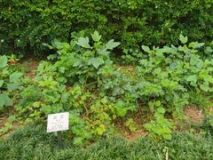 -广州神农草堂中医药博物馆