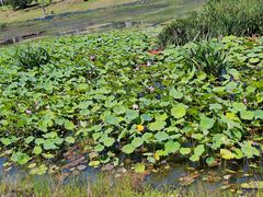 -两河城市森林公园