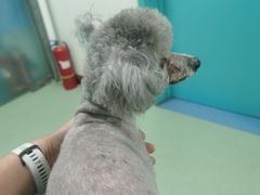 -北京观赏动物医院·24小时大型综合·猫专科·异宠专科
