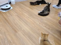 -COLOR PETS 撸猫馆·购猫·猫咖(长风大悦城店)