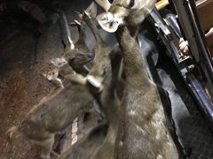-清迈夜间动物园