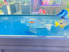 -苏州艺都古玩花鸟市场