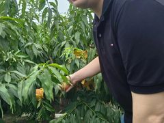 -南汇水蜜桃采摘(大团店)