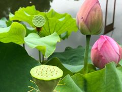 -陈家山荷花公园