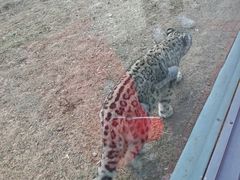 -青藏高原野生动物园