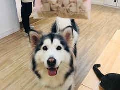 -李小姐の猫咖啡馆(五角场店)