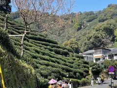 -十八棵（老龙井）御茶园(老龙井店)