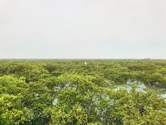 -北海金海湾红树林生态旅游区