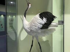 -盐城丹顶鹤湿地生态旅游区