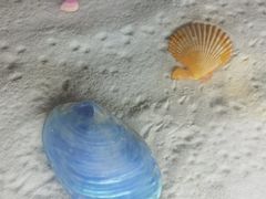 -青岛贝壳博物馆