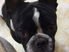 -美联众合爱康动物医院•复杂内科•肿瘤科•牙科•腔镜诊疗中心