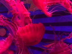 -海合安武汉极地海洋公园