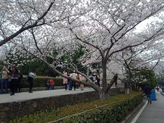 -武汉大学-樱园