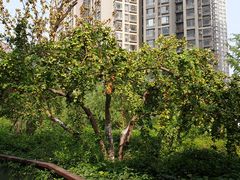 -绿茶餐厅(燕郊永旺店)