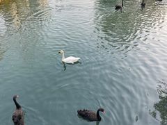 -长白岛森林公园