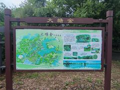 -大塘金香草谷