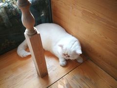 -猫小院猫主题咖啡厅(北锣店)