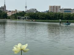 -莲花池公园