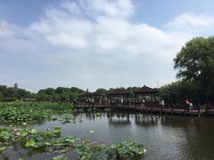 -荷塘月色湿地公园·向阳花洲