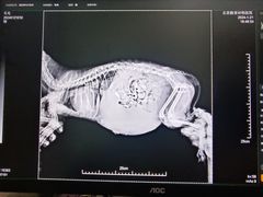 -酷宠动物医院(天通西苑店)