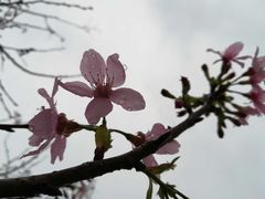 -天适樱花悠乐园