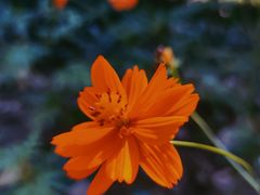 -合肥滨湖国家森林公园