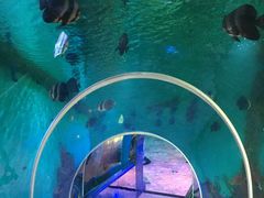 -瑞德姆美人鱼海底演艺主题餐厅(亚龙湾店)