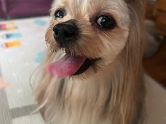 -momokira米努特·德文卷毛猫·棉花面纱犬