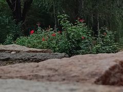 -北坞公园