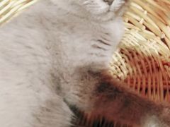 -共舞时光猫咖·狗咖(新街口店)