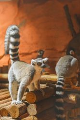 -Zoolung Zoolung动物主题公园(海信广场店)