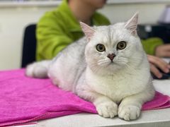 -lincat·猫舍(广州店)