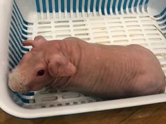 -藦茜花园宠物主题亲子互动体验馆(国顺东路店)
