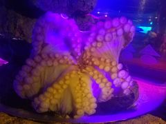 -暹罗海洋世界