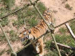 -西霞口神雕山野生动物世界