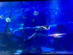 -江和美海洋公园