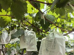 -马陆小张葡萄园农家乐