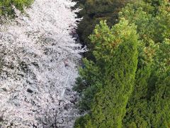 -武汉大学-樱园