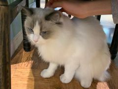 -猫小院猫主题餐厅(三里屯店)