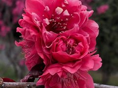 -上海市龙华烈士陵园