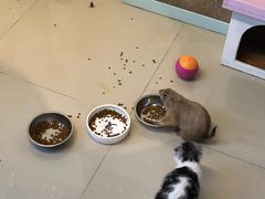-70cat德文卷毛猫·缅因猫纯种猫舍