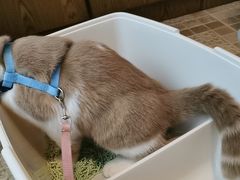-伟伟宠物医院·CT影像中心·瑞派犬猫综合性门诊(汉口总院)