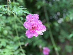 景点-马洛雷勒花园