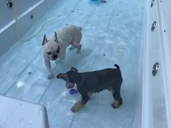 -翊宠yipet猫狗购宠庄园犬舍•猫舍