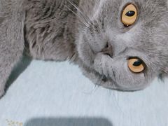 -喵的天空名猫咖啡馆·撸猫·猫舍·用品