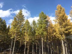 -塞罕坝国家级自然保护区