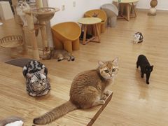 -有喵·猫咖·狗咖·30几只猫10只小狗(岗厦店)