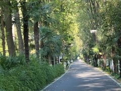 -合肥滨湖国家森林公园