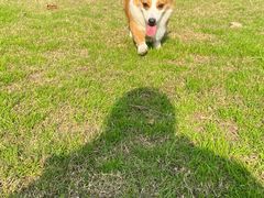 -趣多多宠物公园·宠物训犬学校·宠物寄养