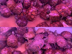 -华声天桥民俗文化园